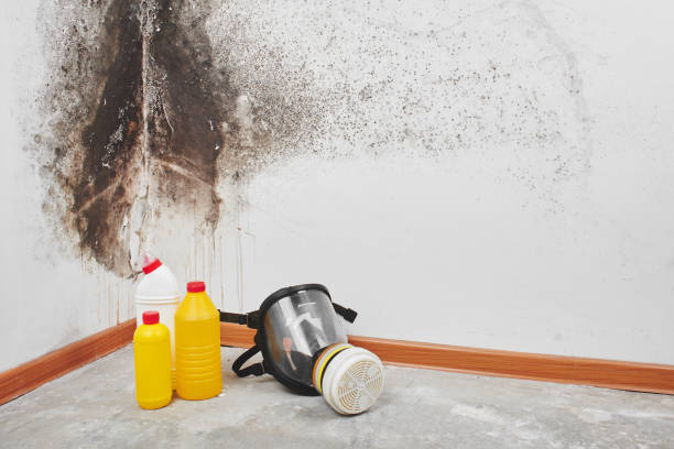 Best Mold Cleaning Services  in Fairfax Station, VA