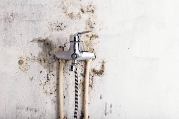 Best Mold Damage Repair  in Fairfax Station, VA