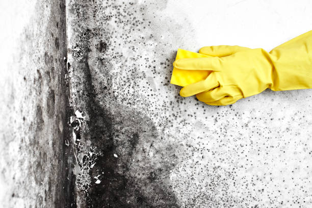 Best Home Mold Removal  in Fairfax Station, VA