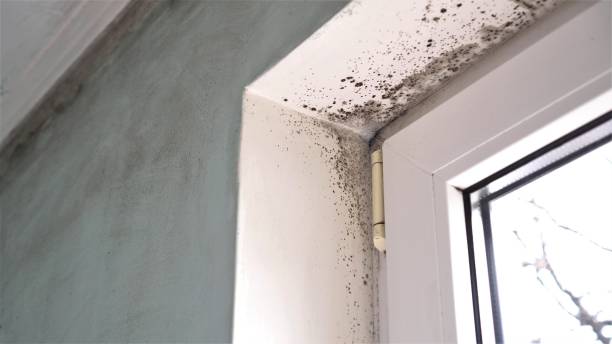 Best Mold Testing  in Fairfax Station, VA