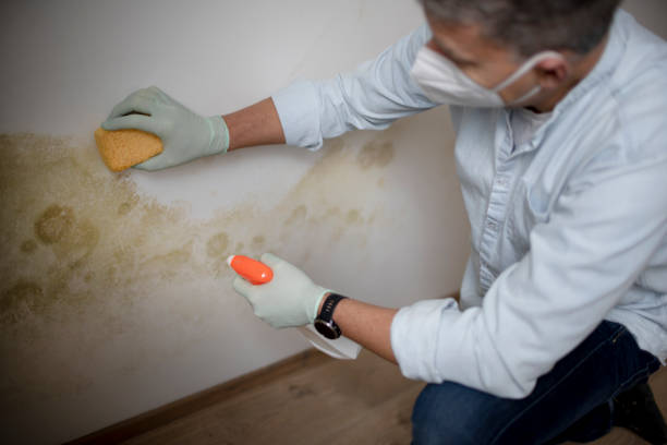Best Same-Day Mold Removal  in Fairfax Station, VA