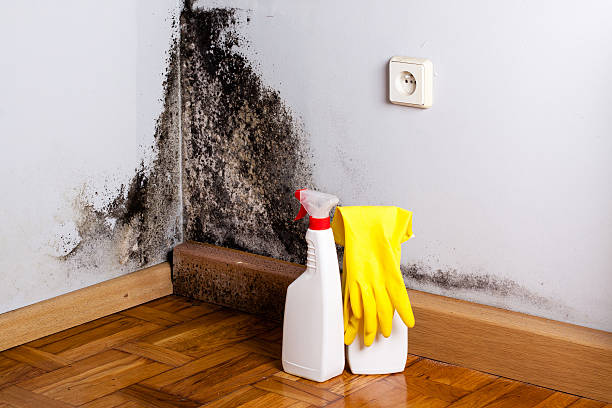 Best Crawl Space Mold Removal  in Fairfax Station, VA
