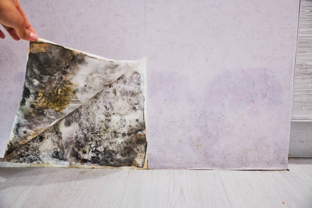 Attic Mold Removal in Fairfax Station, VA